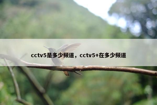 cctv5是多少频道，cctv5+在多少频道