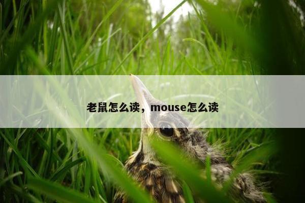 老鼠怎么读，mouse怎么读