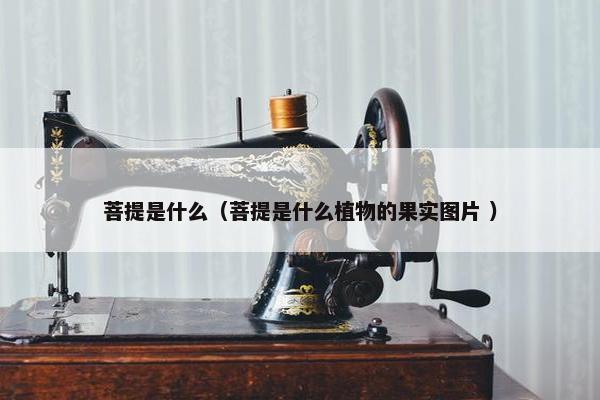 菩提是什么（菩提是什么植物的果实图片 ）