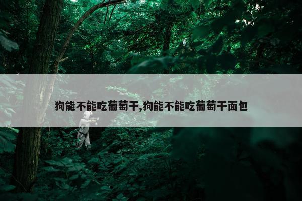 狗能不能吃葡萄干,狗能不能吃葡萄干面包