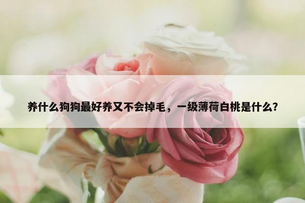 养什么狗狗最好养又不会掉毛，一级薄荷白桃是什么？