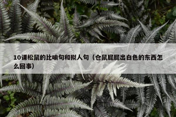 10课松鼠的比喻句和拟人句（仓鼠屁屁出白色的东西怎么回事）