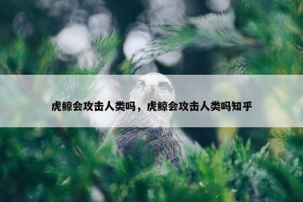 虎鲸会攻击人类吗，虎鲸会攻击人类吗知乎