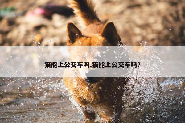 猫能上公交车吗,猫能上公交车吗?