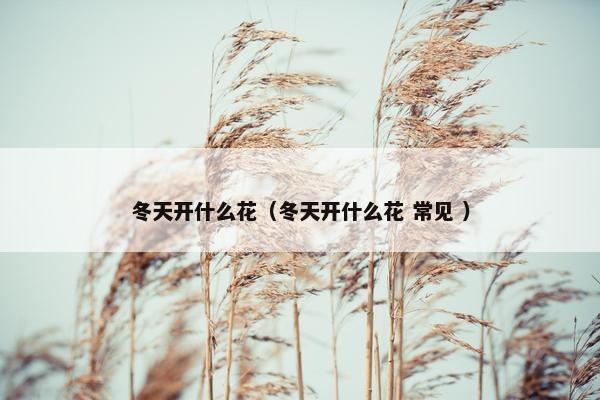 冬天开什么花（冬天开什么花 常见 ）