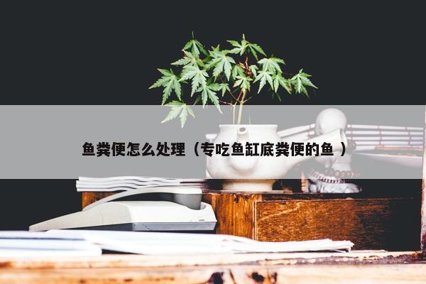 鱼粪便怎么处理（专吃鱼缸底粪便的鱼 ）