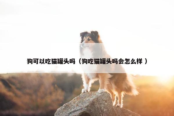 狗可以吃猫罐头吗（狗吃猫罐头吗会怎么样 ）