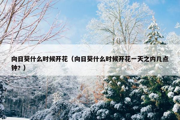 向日葵什么时候开花（向日葵什么时候开花一天之内几点钟? ）