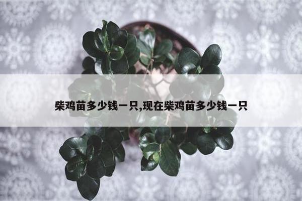 柴鸡苗多少钱一只,现在柴鸡苗多少钱一只