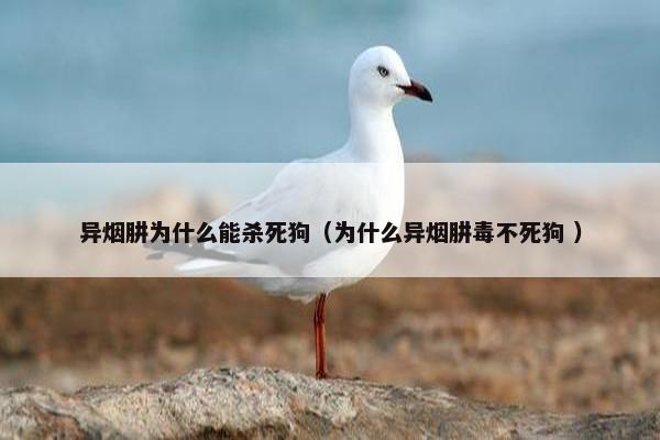 异烟肼为什么能杀死狗（为什么异烟肼毒不死狗 ）