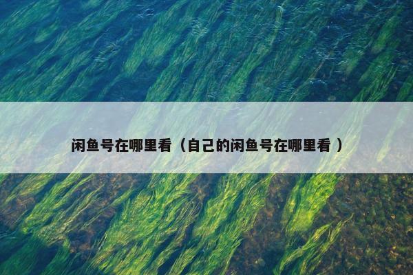 闲鱼号在哪里看（自己的闲鱼号在哪里看 ）