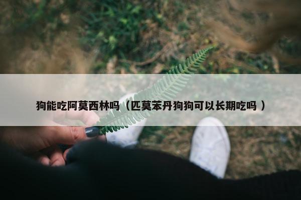 狗能吃阿莫西林吗（匹莫苯丹狗狗可以长期吃吗 ）