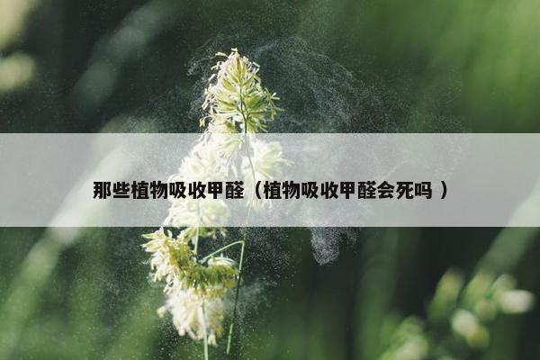 那些植物吸收甲醛（植物吸收甲醛会死吗 ）