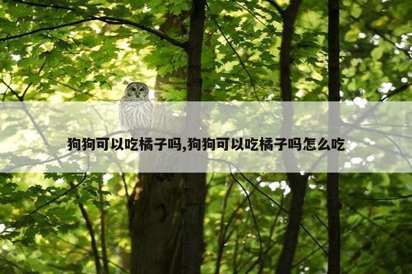 狗狗可以吃橘子吗,狗狗可以吃橘子吗怎么吃